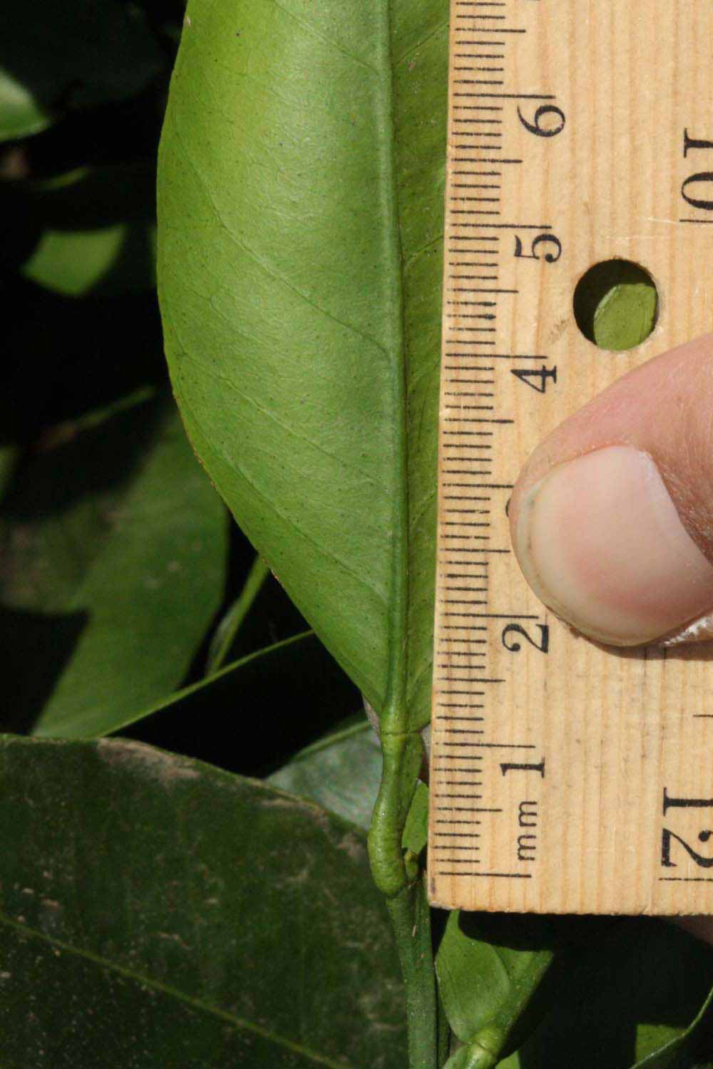              Unifoliolate leaf (Riverside, CA)       